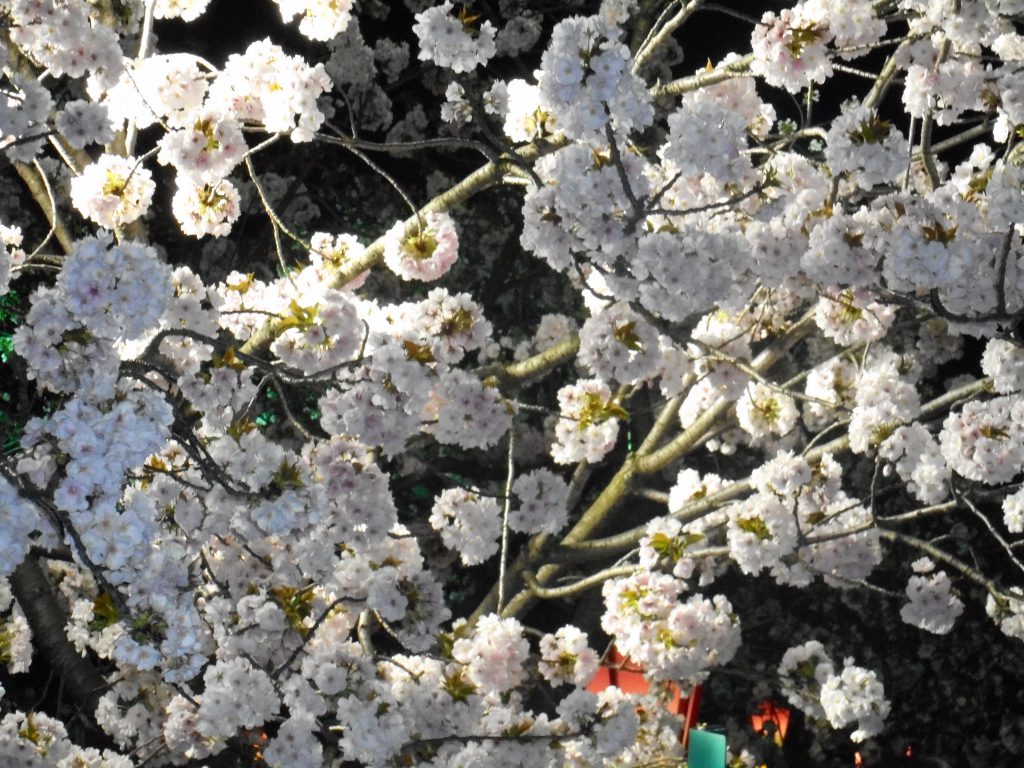 花ざかり、ひとだかり